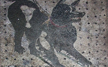 Antik çağda sokaktan köpekler toplanıyor muydu?