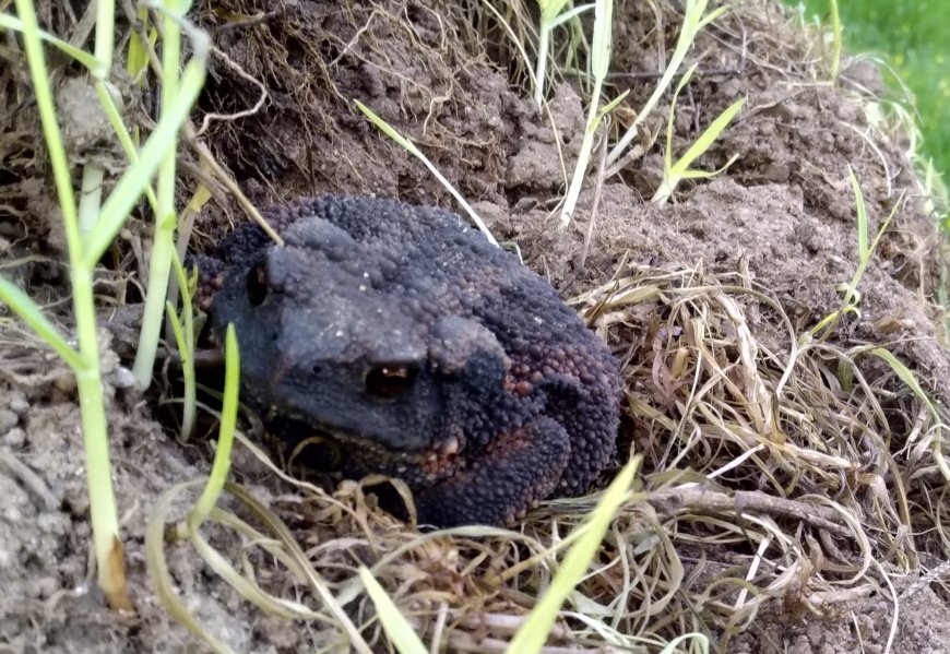 Anarşi bunun tam neresinde?